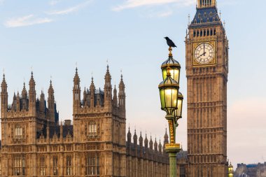 Kuzgun, kış sabahının erken saatlerinde Londra 'da Parlamento Binası' nda lamba üzerinde.
