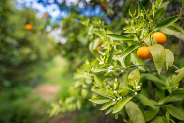 İspanya 'da portakal bahçesi