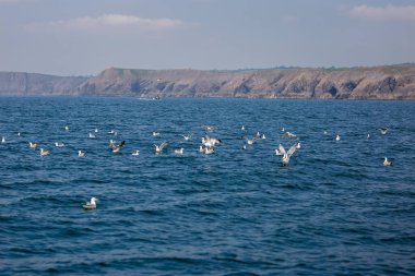 Galler 'deki Caldey Adası' ndaki sahil kuşları kolonisi.