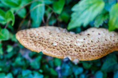 Jurassic sahil kıyısı (Devon), İngiltere 'de seyahat