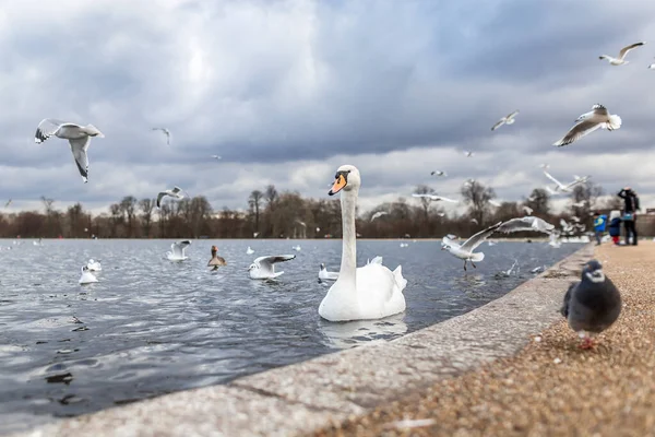 Swans Pond Hyde Park Londra Regno Unito — Foto Stock