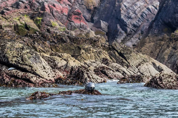 Sea Seals Caldey Island Wales — Foto de Stock
