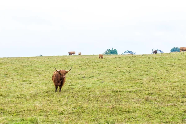 Vaca Escocesa Peluda Highlands Escócia Reino Unido — Fotografia de Stock