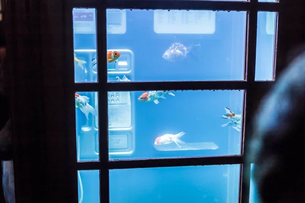 Aquarium Phone Box London — Stock Photo, Image