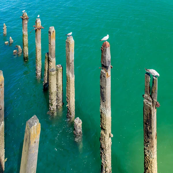 Mouettes Perchées Près Hastings Pier Royaume Uni — Photo