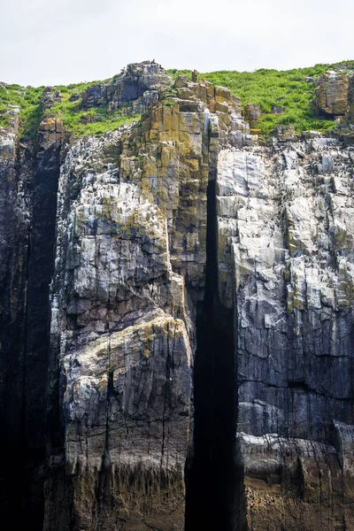 Colonia Uccelli Marini Isola Caldey Galles — Foto Stock