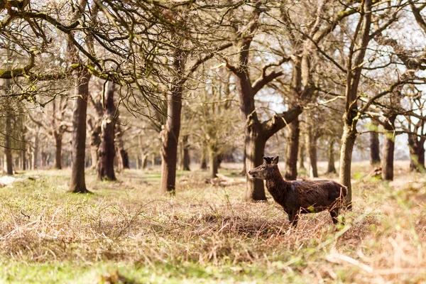 伦敦里士满公园春天的鹿 — 图库照片