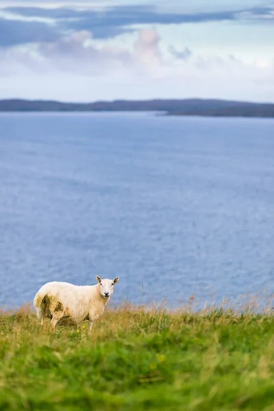 Schafe Auf Der Isle Skye Schottland Großbritannien — Stockfoto