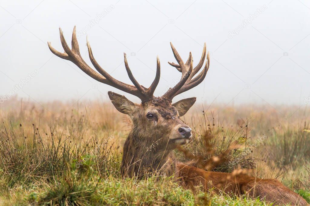 wild deer with beautiful antlers lying in the foggy the meadow 