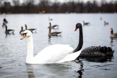 Swan in the round pond of Hyde park in winter, London, UK clipart