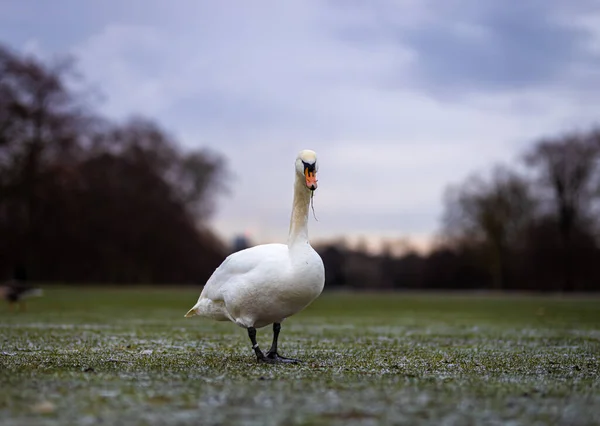 Cigno Nel Laghetto Rotondo Hyde Park Inverno Londra Regno Unito — Foto Stock