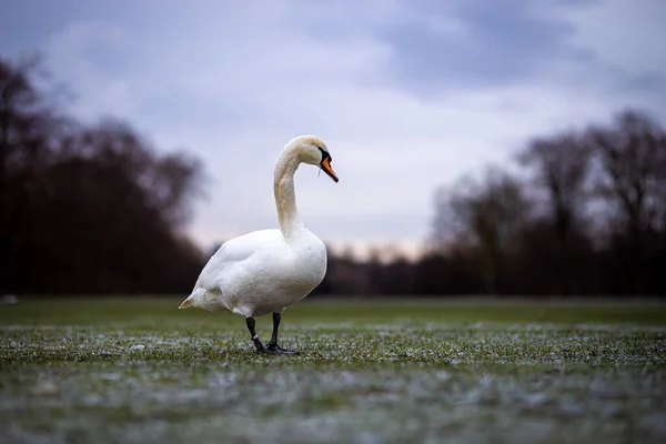 Swan Pond Hyde Park Winter London — Stock Photo, Image