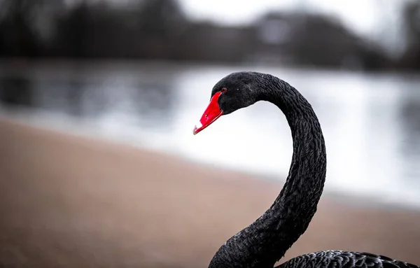 英国伦敦海德公园圆形池塘中的天鹅 — 图库照片