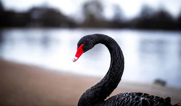 Cisne Estanque Redondo Del Parque Hyde Invierno Londres Reino Unido —  Fotos de Stock