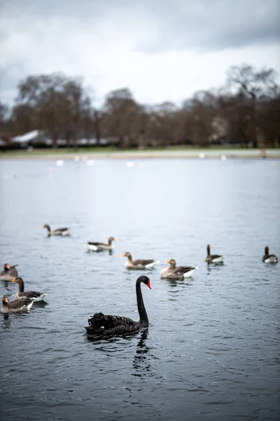 Cigno Nel Laghetto Rotondo Hyde Park Inverno Londra Regno Unito — Foto Stock