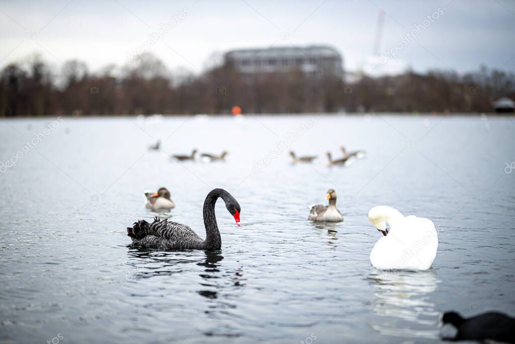 Swan in the round pond of Hyde park in winter, London, UK
