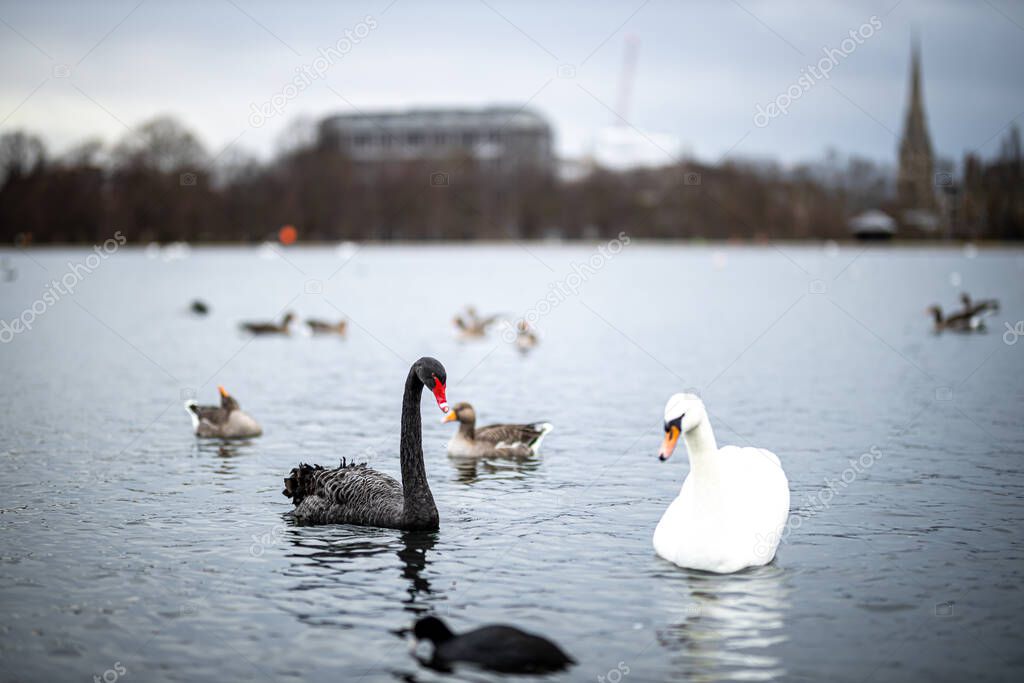 Swan in the round pond of Hyde park in winter, London, UK