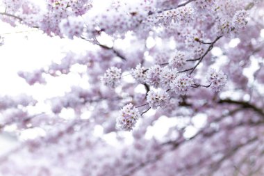 Londra 'da kiraz çiçeği, Notting Hill bölgesi, İngiltere