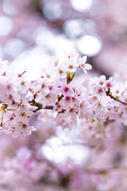 Londra 'da kiraz çiçeği, Notting Hill bölgesi, İngiltere