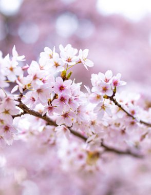 Londra 'da kiraz çiçeği, Notting Hill bölgesi, İngiltere