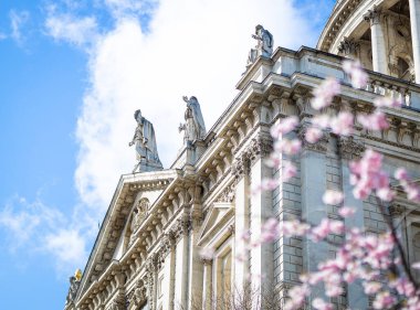 Londra 'da St Pau Katedrali' nin yanında kiraz çiçeği açmıştı.