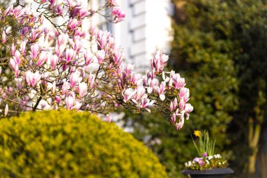 Londra 'da kiraz çiçeği, Notting Hill bölgesi, İngiltere
