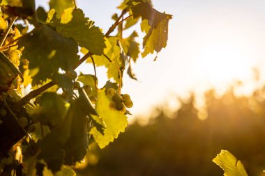 Güney Fransa 'daki Provence şarap bölgesinin gün batımı manzarası