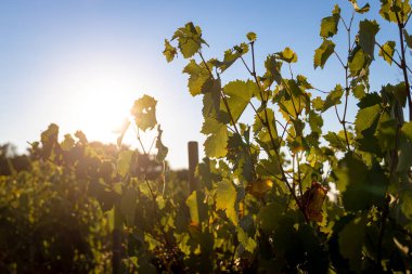 Güney Fransa 'daki Provence şarap bölgesinin gün batımı manzarası