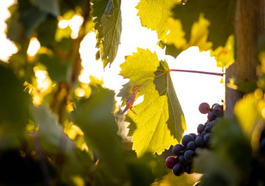 Güney Fransa 'daki Provence şarap bölgesinin gün batımı manzarası