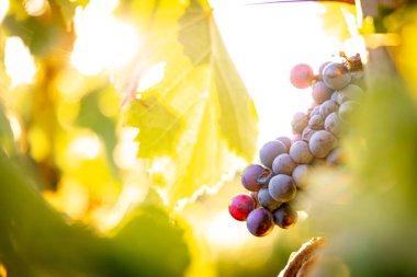 Güney Fransa 'daki Provence şarap bölgesinin gün batımı manzarası