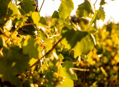 Güney Fransa 'daki Provence şarap bölgesinin gün batımı manzarası