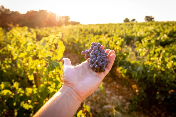 A sunset view of Provence wine region in the South of France