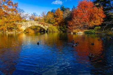 Altın sonbahar ağaçları, New York City 'de ördekler ve zarif bir taş kemer köprüsü bulunan sakin bir Central Park göletini çerçeveletti; seyahat, mevsimlik yaşam tarzı, doğa ve kentsel turizm kampanyaları için harika.