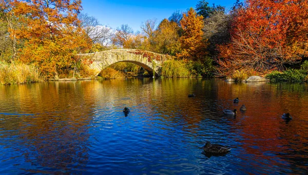 Altın sonbahar ağaçları, New York City 'de ördekler ve zarif bir taş kemer köprüsü bulunan sakin bir Central Park göletini çerçeveletti; seyahat, mevsimlik yaşam tarzı, doğa ve kentsel turizm kampanyaları için harika.