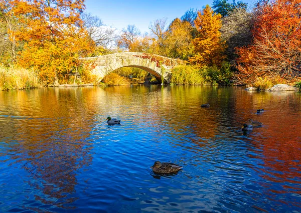Altın sonbahar ağaçları, New York City 'de ördekler ve zarif bir taş kemer köprüsü bulunan sakin bir Central Park göletini çerçeveletti; seyahat, mevsimlik yaşam tarzı, doğa ve kentsel turizm kampanyaları için harika.