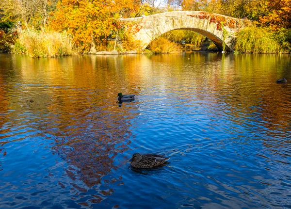 Altın sonbahar ağaçları, New York City 'de ördekler ve zarif bir taş kemer köprüsü bulunan sakin bir Central Park göletini çerçeveletti; seyahat, mevsimlik yaşam tarzı, doğa ve kentsel turizm kampanyaları için harika.