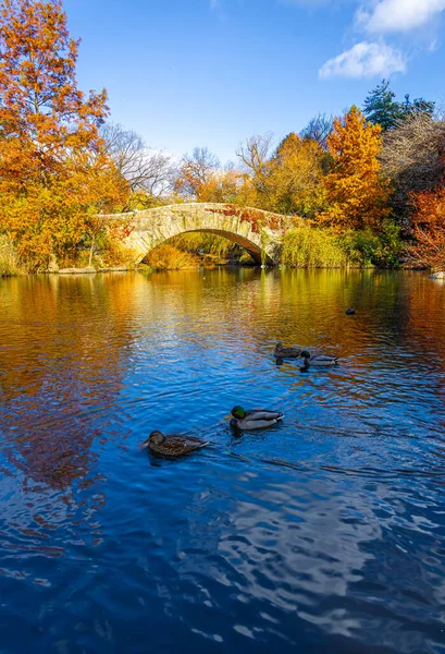 Altın sonbahar ağaçları, New York City 'de ördekler ve zarif bir taş kemer köprüsü bulunan sakin bir Central Park göletini çerçeveletti; seyahat, mevsimlik yaşam tarzı, doğa ve kentsel turizm kampanyaları için harika.