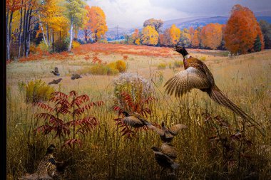 Siluetli ziyaretçiler, New York 'taki Amerikan Doğal Tarih Müzesi' nin camının arkasındaki vahşi yaşam diyoramalarına hayranlar; seyahat, eğitim ve turizm reklamları için mükemmel.