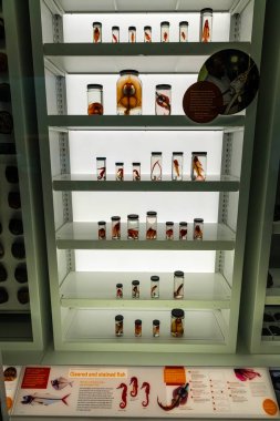 Cam kavanozlar beyaz zemin üzerinde kırmızı sıvıda korunmuş balık ve bitki örneklerini gösteriyor; biyoloji eğitimi, laboratuvar araştırmaları, müzeler ve tıbbi yayın kullanımı için mükemmel