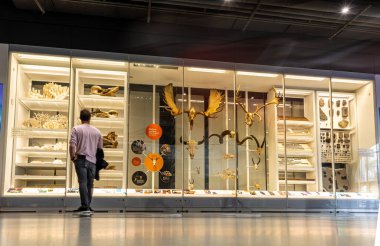 NYC 'deki Amerikan Doğal Tarih Müzesi' nde numune çekmeceleri, aletleri ve eserlerle dolu aydınlatılmış müze dolabı; eğitim, bilim ve kültür kullanımı için ideal