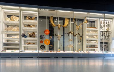 NYC 'deki Amerikan Doğal Tarih Müzesi' nde numune çekmeceleri, aletleri ve eserlerle dolu aydınlatılmış müze dolabı; eğitim, bilim ve kültür kullanımı için ideal