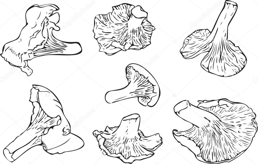 Vector illustration set of mushroom silhouettes isolated on a white background. Realistic Cantharellus cibarius design.