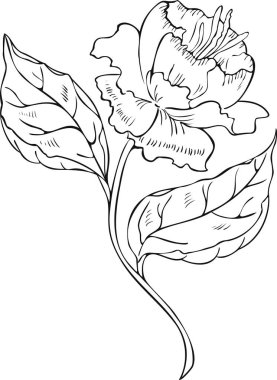 Soyut çiçek açan siyah beyaz bir vektör çizimi. Çiçek tasarımı.