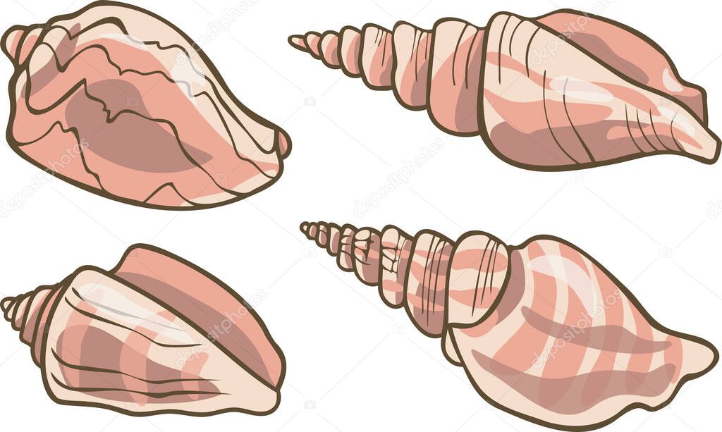 Vector collection with realistic seashells. Set of seashell illustrations.