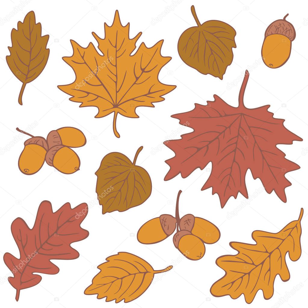 Vector collection of different colorful autumn leaves and acorns. Fall season set.