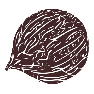 Hindistan cevizinin vektör çizimi. Tropikal gıda çizimi.