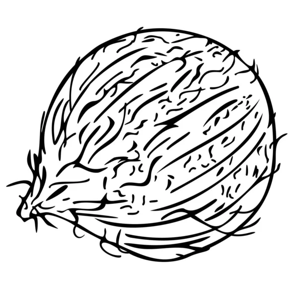 코코넛의 디자인 — 스톡 벡터