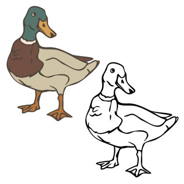 Drake renklerinin vektör çizimi ve tasviri bir çizgi ve ana hatla tasvir ediliyor. Boyama kitabı için tasarım.