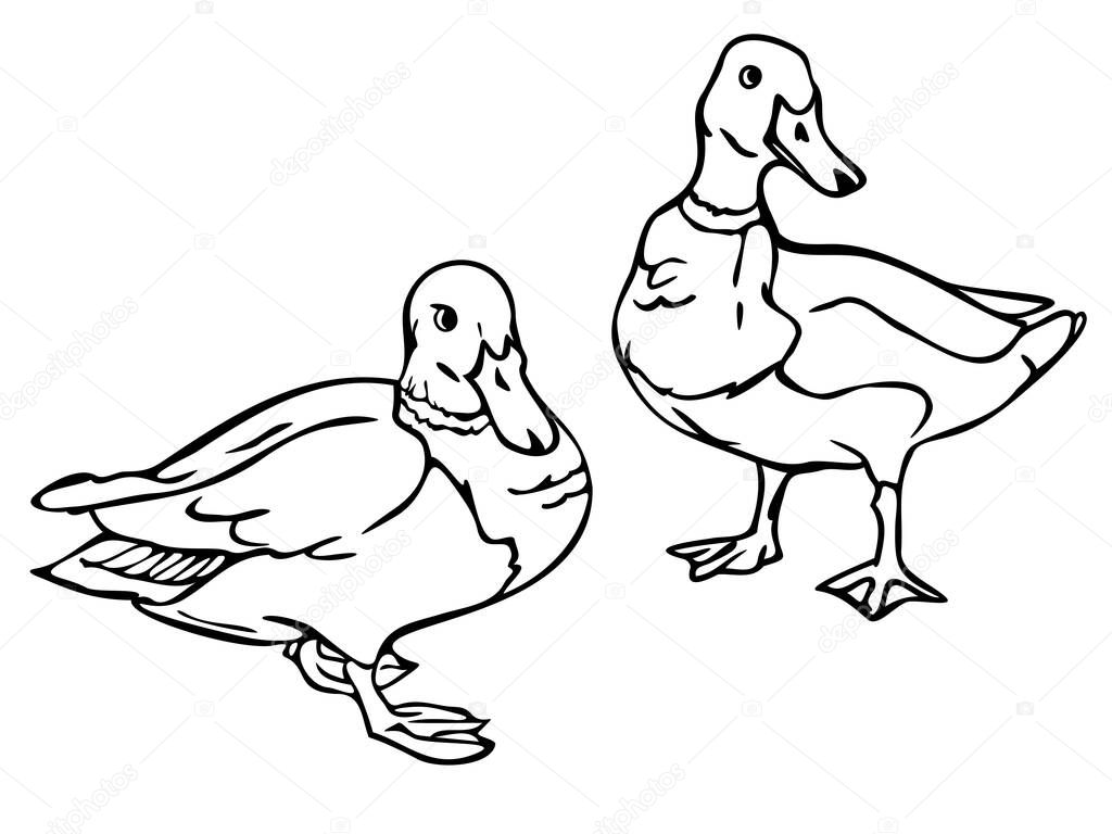 Vector illustration with outlines of ducks. Two black and white wild ducks.