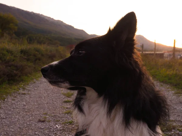 Portré Egy Határ Collie Naplementével — Stock Fotó